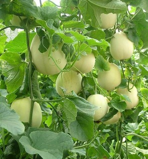胃炎可以吃甜瓜嗎？胃炎吃甜瓜會有什么后果？