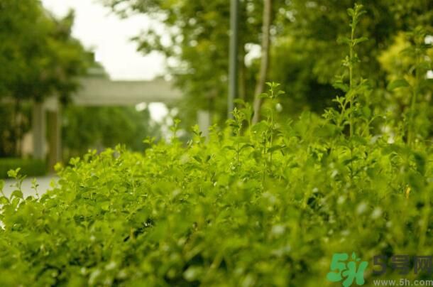 蚊子叮的包過幾天又癢是為什么？蚊子叮的包過幾天又癢怎么辦？