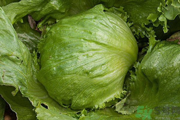 生菜和雞蛋能一起吃嗎？生菜和雞蛋一起怎么做？