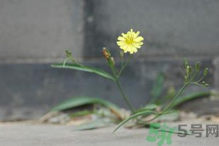 怎么挑選苦菜？挑選苦菜的方法有哪些？