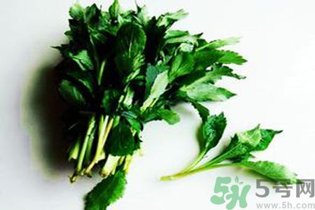 怎么挑選苦菜？挑選苦菜的方法有哪些？
