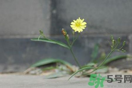 皮膚過(guò)敏可以吃苦菜嗎？吃苦菜會(huì)皮膚過(guò)敏嗎？