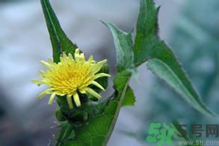 皮膚過敏可以吃苦菜嗎？吃苦菜會(huì)皮膚過敏嗎？