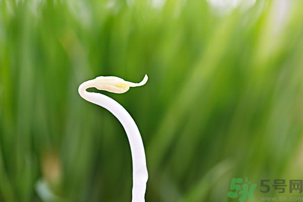 綠豆芽有什么功效？綠豆芽的功效是什么？