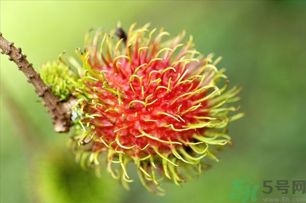 孕婦可以吃紅毛丹嗎？孕婦吃紅毛丹好嗎？