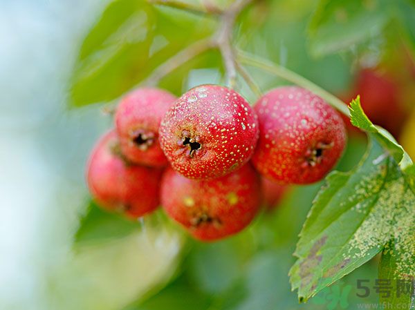 尿酸高能吃山楂嗎？痛風(fēng)能吃山楂嗎？