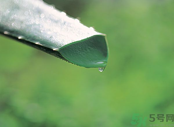 孕婦可以用蘆薈汁搽臉嗎？孕婦可以涂抹蘆薈汁嗎？