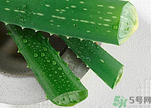 夏天吃蘆薈可以降火嗎？夏天吃蘆薈能清火嗎？