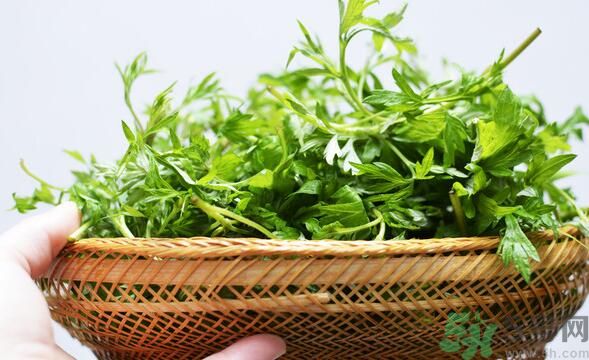 菖蒲是艾葉嗎？菖蒲是什么？