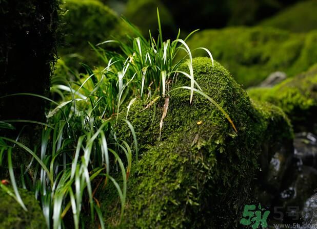什么樣的菖蒲好？怎樣選購菖蒲？