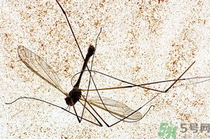 蚊子討厭什么氣味？蚊子討厭什么顏色？