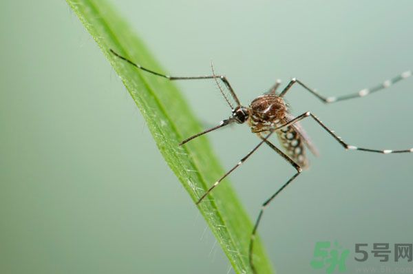 蚊子討厭什么氣味？蚊子討厭什么顏色？