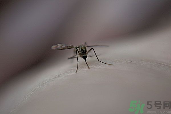 蚊子討厭什么氣味？蚊子討厭什么顏色？