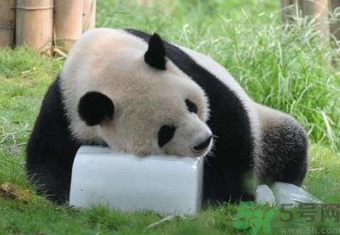 中暑可以吃水果嗎？中暑吃什么水果好？