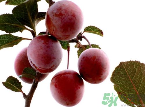 李子可以放冰箱嗎？李子應(yīng)該怎樣保存？