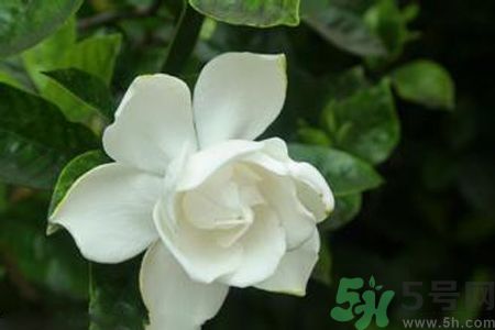梔子花可以減肥嗎？梔子花怎么減肥？