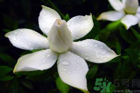 梔子花可以安神嗎？梔子花可以治療失眠嗎？