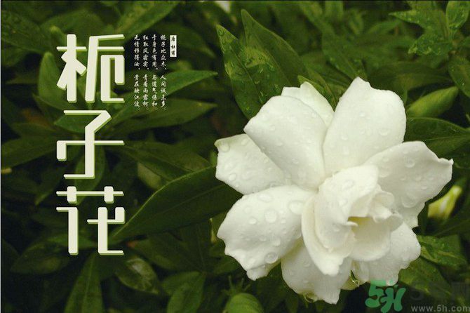 梔子花可以安神嗎？梔子花可以治療失眠嗎？