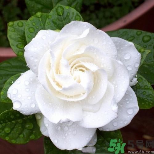 梔子花茶可以補(bǔ)血嗎？貧血可以喝梔子花茶嗎？