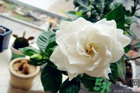 梔子花可以降血糖嗎？梔子花茶可以降血糖嗎？