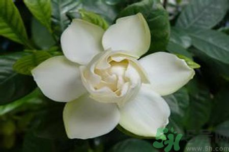 寶寶可以聞梔子花的味道嗎？寶寶聞梔子花的味道好嗎？