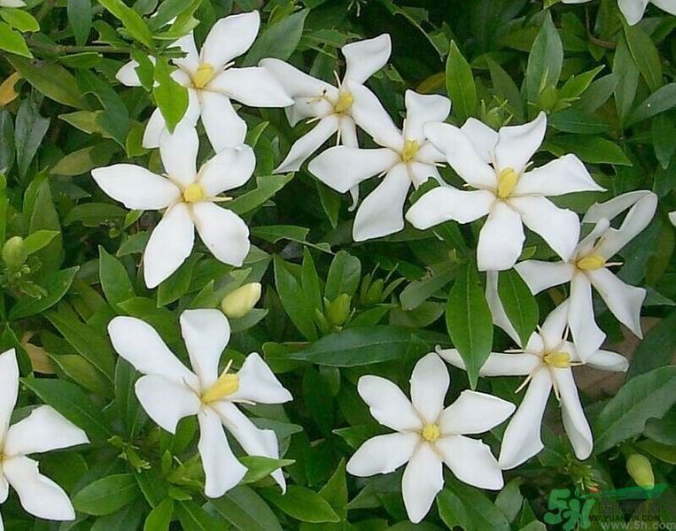 梔子花的葉子為什么會(huì)發(fā)黃？梔子花的葉子發(fā)黃了怎么辦？