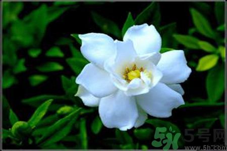 梔子花的葉子為什么會發(fā)黃？梔子花的葉子發(fā)黃了怎么辦？