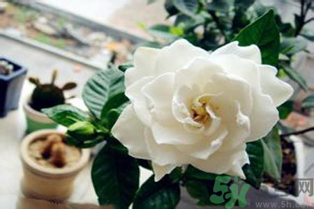 梔子花茶是熱性還是涼性？梔子花茶是涼性的嗎？