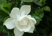 梔子花可以安神嗎？梔子花可以治療失眠嗎？