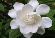 梔子花的葉子為什么會(huì)發(fā)黃？梔子花的葉子發(fā)黃了怎么辦？