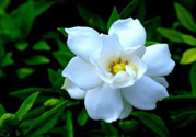 梔子花茶可以降血壓?jiǎn)?？梔子花泡水可以降血壓?jiǎn)幔?><p><strong>梔子花茶可以降血壓?jiǎn)?？梔子花泡水可以降血壓?jiǎn)幔?/strong></p></a></li> </ul>
</div>
<div   id=