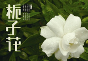 梔子花可以減肥嗎？梔子花怎么減肥？