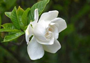 梔子花可以降血糖嗎？梔子花茶可以降血糖嗎？