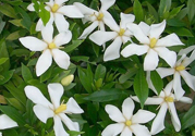 梔子花茶是熱性還是涼性？梔子花茶是涼性的嗎？