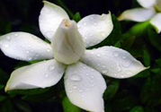 梔子花茶可以補(bǔ)血嗎？貧血可以喝梔子花茶嗎？