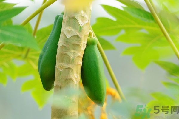 木瓜是水果還是蔬菜？青木瓜是水果嗎？