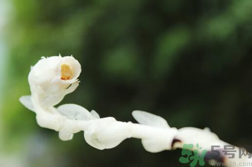 死亡之花可以吃嗎？死亡之花吃了會(huì)中毒嗎？