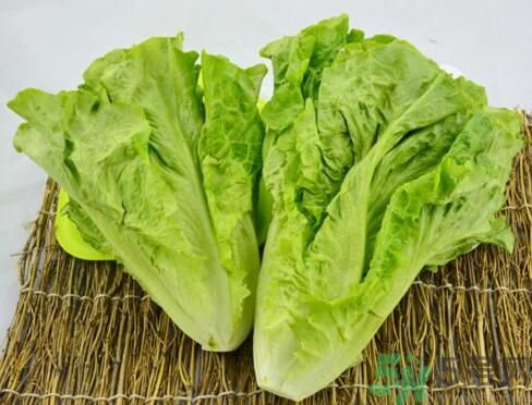 生菜會引起過敏嗎？吃生菜會過敏嗎？
