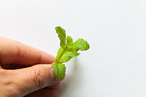 薄荷能治蕁麻疹嗎？蕁麻疹喝薄荷茶有用嗎？