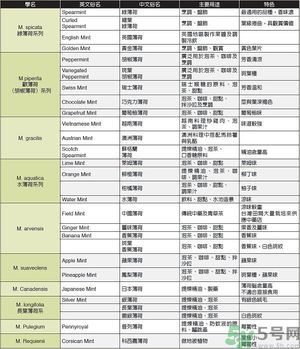 薄荷能美白嗎？薄荷的功效與作用