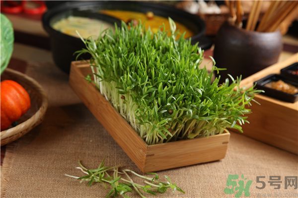 空心菜是菠菜嗎？空心菜是不是菠菜？