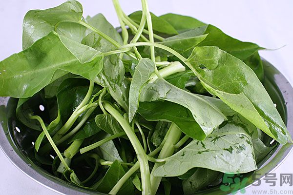 空心菜是菠菜嗎？空心菜是不是菠菜？