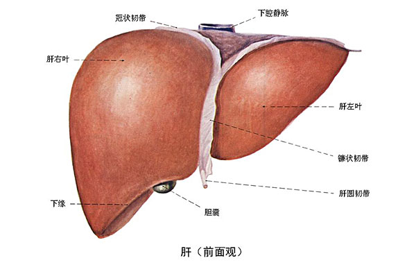 臉上長痘能吃南瓜嗎？臉上長痘吃南瓜好不好？