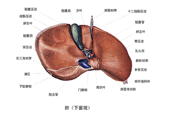 臉上長痘能吃南瓜嗎？臉上長痘吃南瓜好不好？