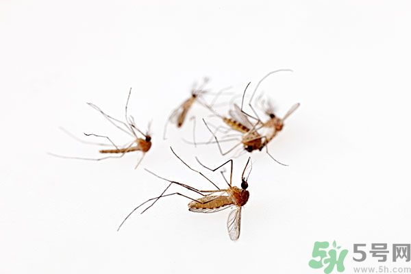 點蚊香為什么還有蚊子？為什么點蚊香沒有用了？