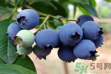 藍莓上面的白色的東西是什么？藍莓上面的白色的東西可以吃嗎？