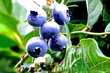 藍莓有籽嗎？藍莓籽是藍莓的種子嗎？