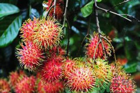 紅毛丹的殼可以吃嗎？紅毛丹的皮可以吃嗎？