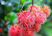 寶寶可以吃紅毛丹嗎？寶寶多大了可以吃紅毛丹？