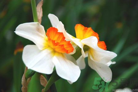 父親節(jié)送什么花好？父親節(jié)送什么花？